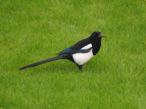 Magpie on the lawn
