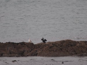 Sea birds on Rogers Point at low water