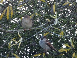 Sparrows in a tree