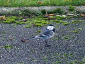 One of a pair of Pied Wagtails