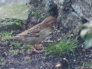 Sparrow waiting for seed to fall from the feeder above