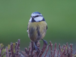 Bluetit posing for the camera