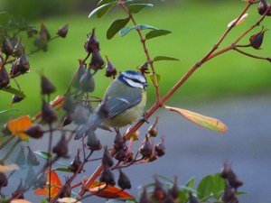 Same Bluetit another pose