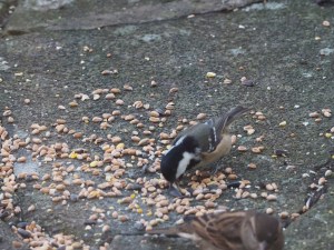 Coletit dashing in for some seed