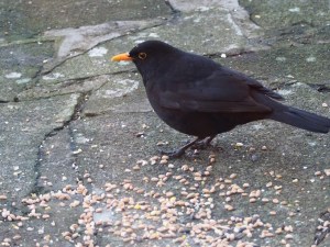 Cheeky Blackbird