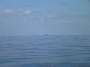 Glassy seas and a fishing boat