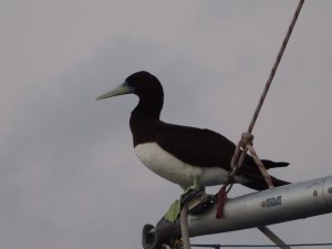 Brown booby passenger