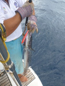 Another set of fishy suppers...