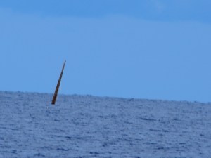 We couldn't miss this capsized FAD!